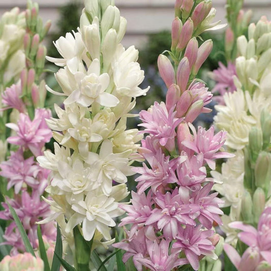 Rajni gandha Double Patel Tuberose Bulbs (Pack of 2)