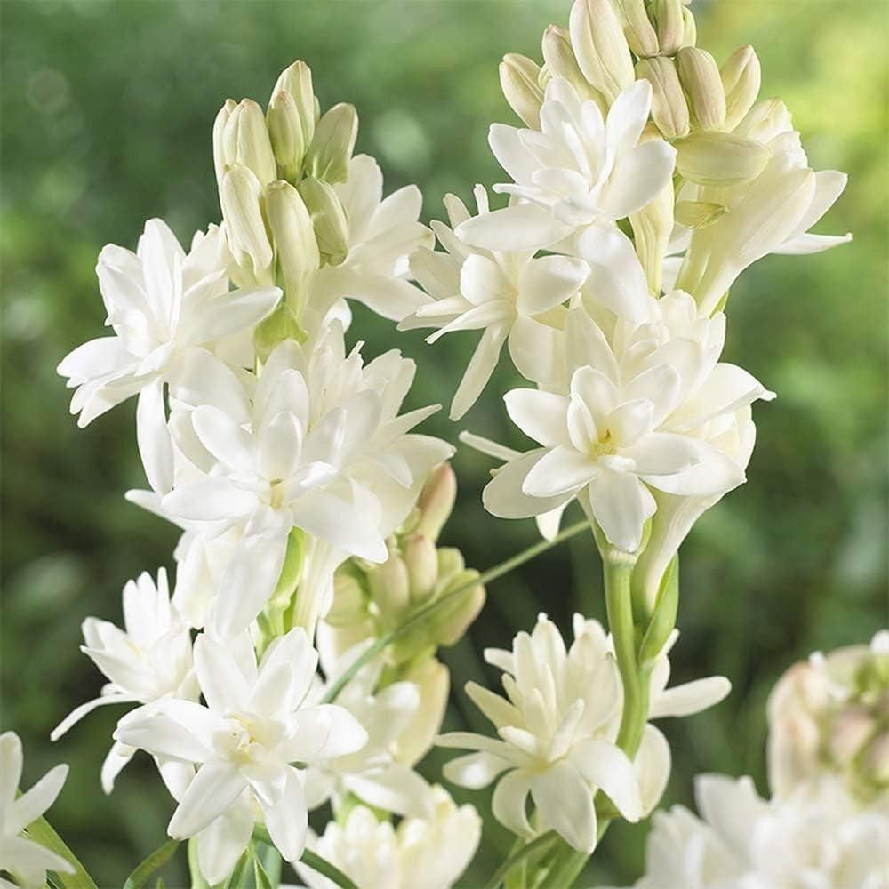 Rajni gandha Double Patel Tuberose Bulbs (Pack of 2)