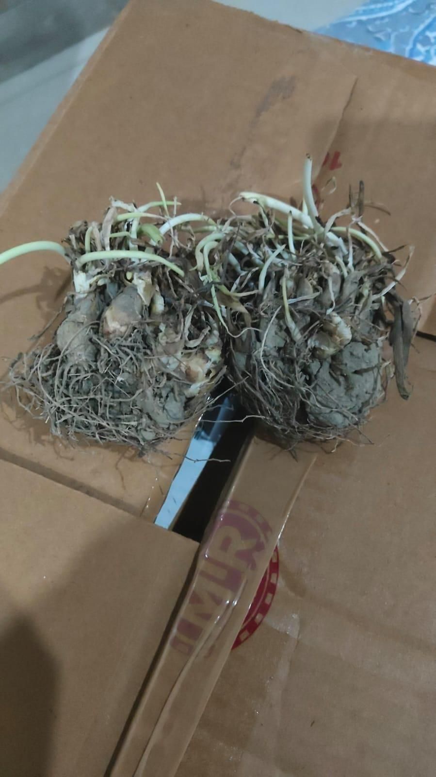 Rajni gandha Double Patel Tuberose Bulbs (Pack of 2)