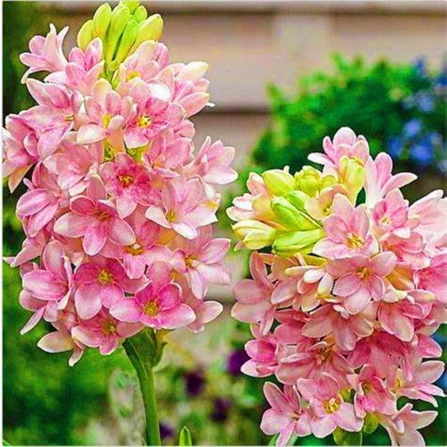 Rajni gandha Double Patel Tuberose Bulbs (Pack of 2)