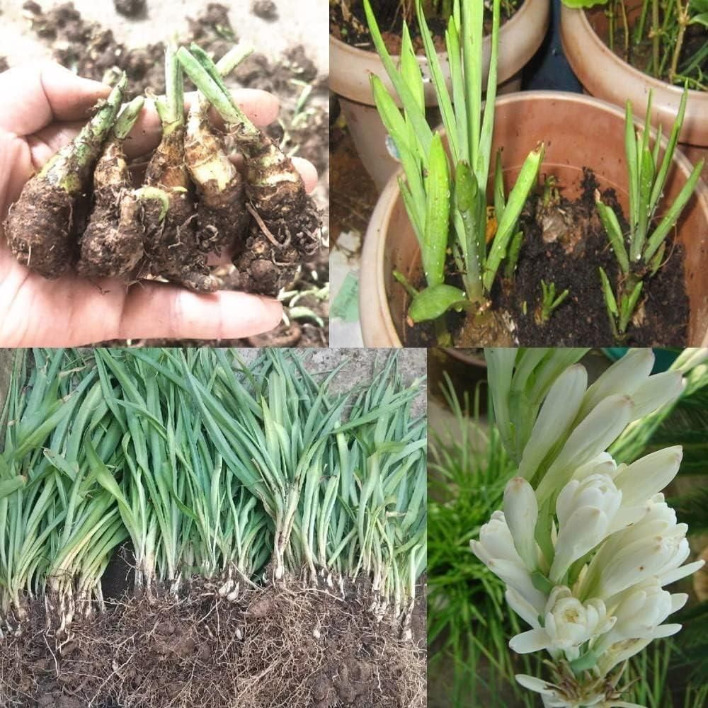 Rajni gandha Double Patel Tuberose Bulbs (Pack of 2)