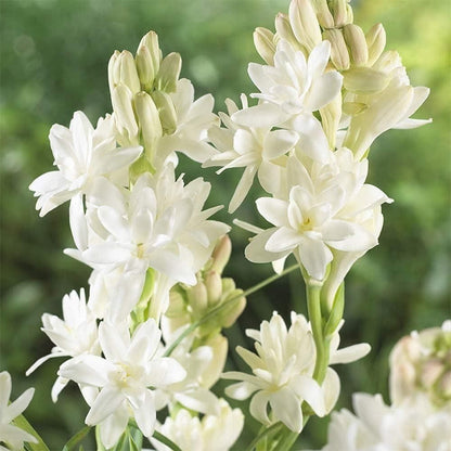 Rajni gandha Double Patel Tuberose Bulbs (Pack of 2)