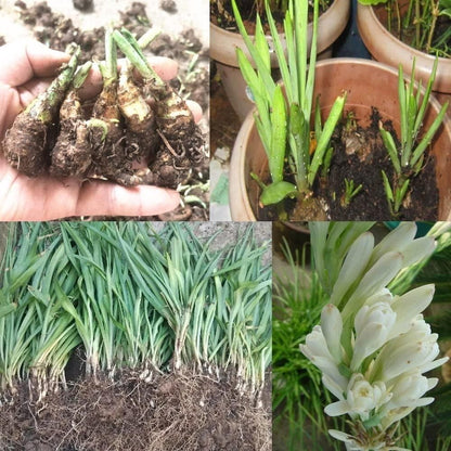 Rajni gandha Double Patel Tuberose Bulbs (Pack of 2)